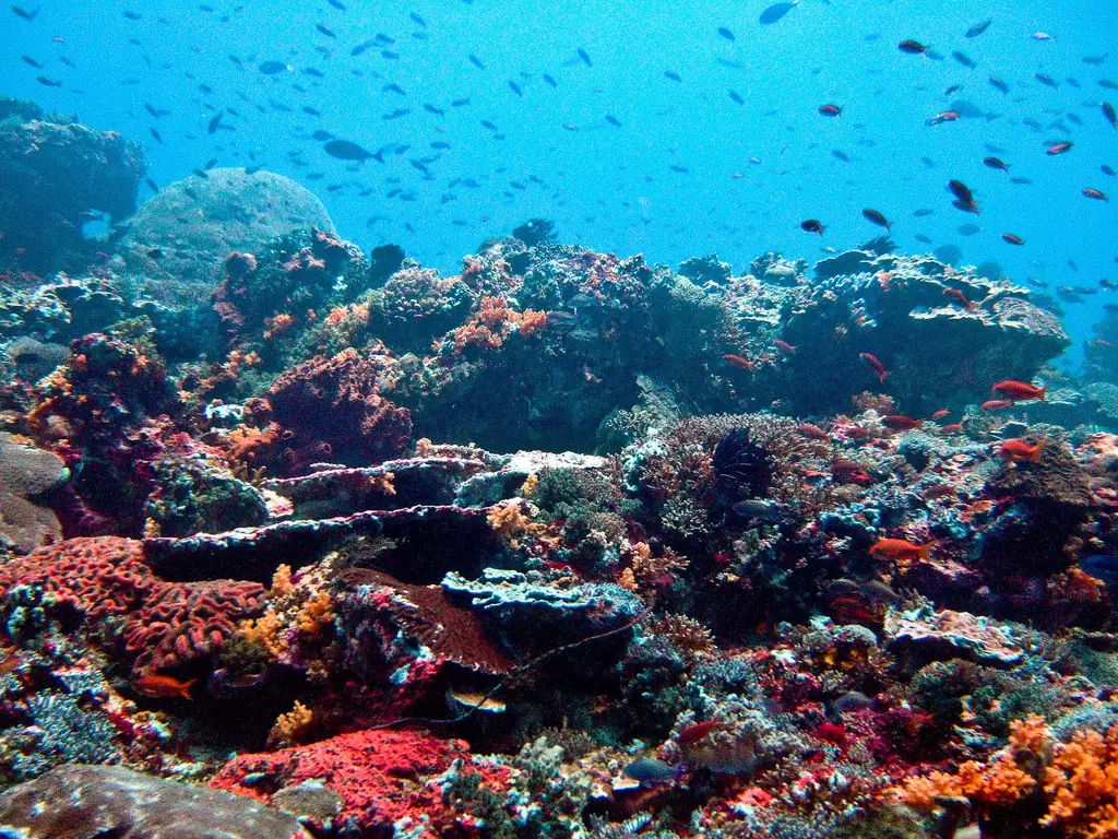 Hard and soft corals in red, orange and violet on a reef off Nusa Lembongan