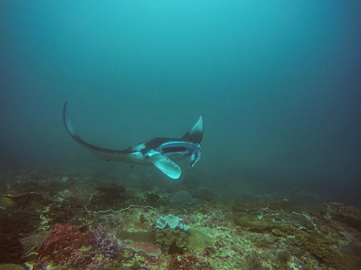 A manta ray gliding over the reef in green-blue water