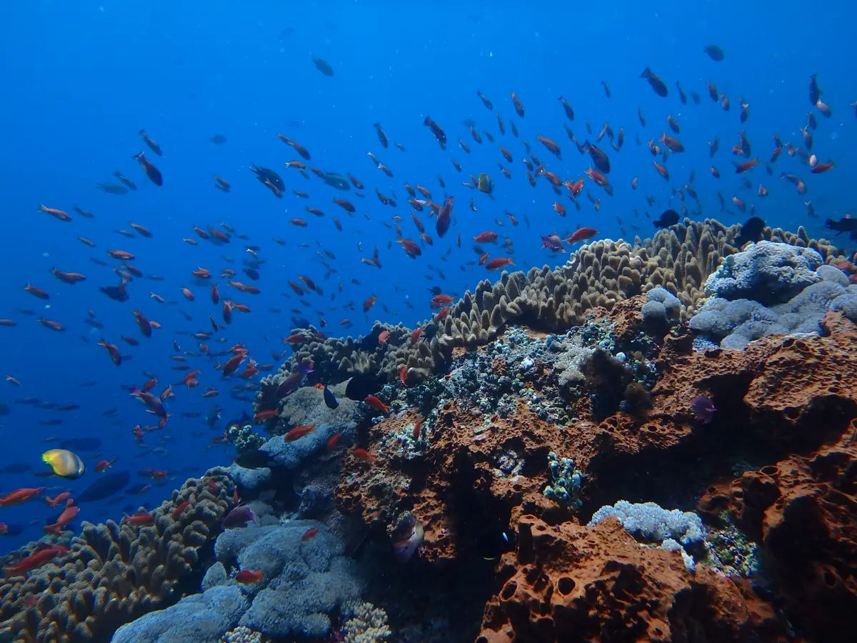 A school of small orange fish over a coral reef in the waters around Nusa Lembongan