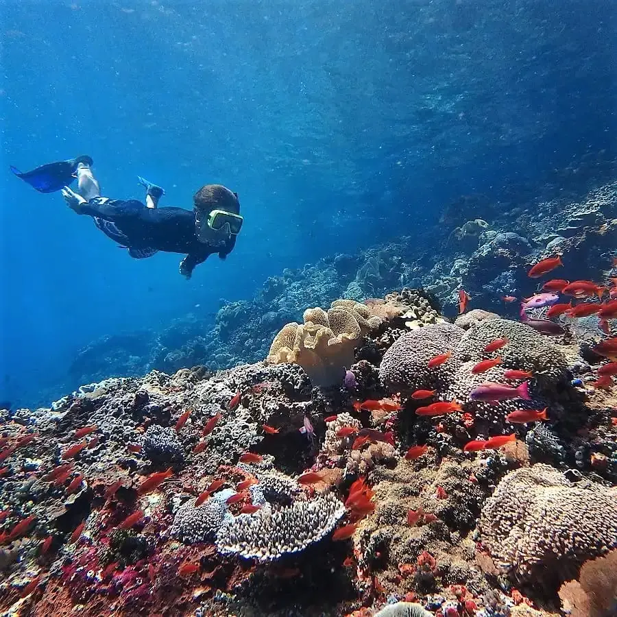 A snorkeler with fins glides above a colourful reef in deep blue water