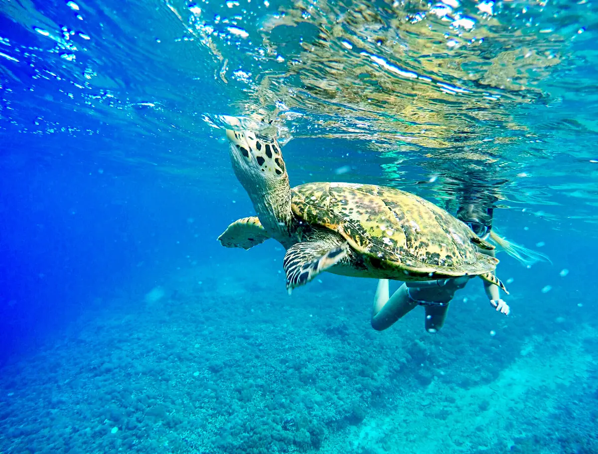 A sea turtle swims near the surface in bright blue water in Bali
